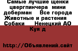 Самые лучшие щенки цвергпинчера (мини доберман) - Все города Животные и растения » Собаки   . Ненецкий АО,Куя д.